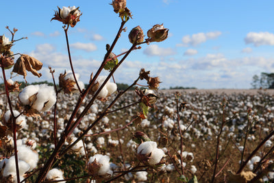 ¿Qué es el algodón orgánico?